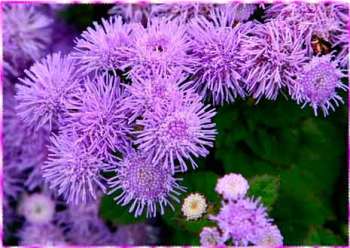 Агератум (Ageratum) - Агератум мексиканский