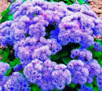 Агератум (Ageratum) - Агератум мексиканский