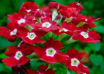 Вербена (Verbena) гибридная Вербена (Verbena) гибридная