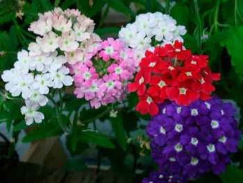 Вербена (Verbena) гибридная Вербена (Verbena) гибридная