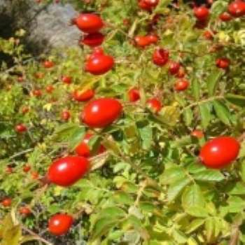 Укрощение дикой розы Укрощение дикой розы