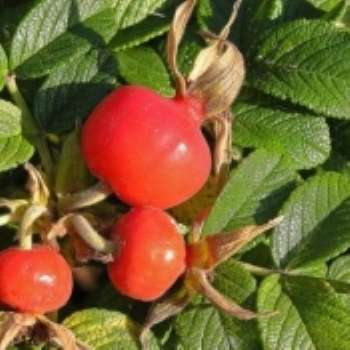 Укрощение дикой розы Укрощение дикой розы