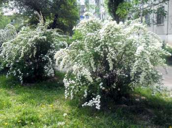 Городской оазис Городской оазис