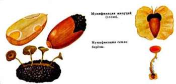 Болезнь семян, развивающиеся на растущих деревьях: мумификация семян