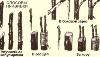 Размножаем сливу