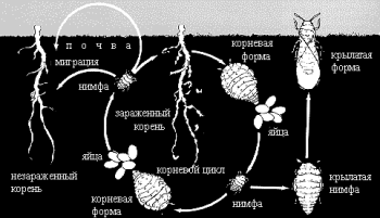 Борьба с вредителями винограда картинки