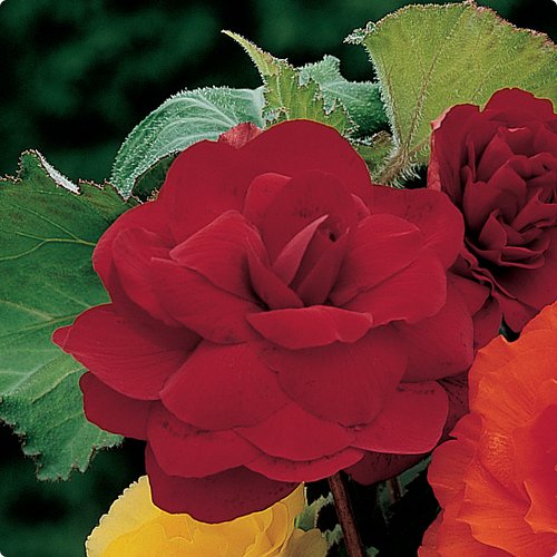 Бегония «Scarlet Red»