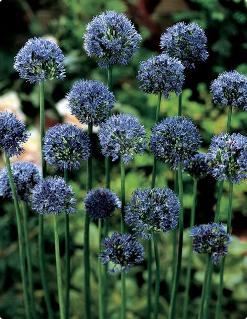 Лук декоративный «Blue Drumstick»