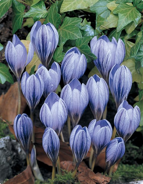 Крокус «Autumn Blue»